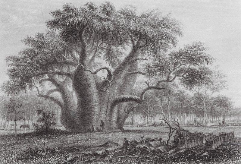 Australien: The Boadab Tree (gravering) af Thomas (after) Baines