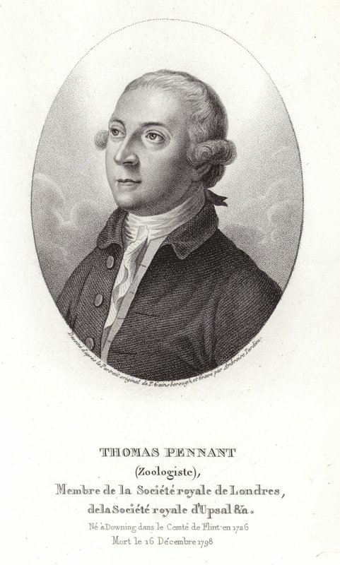 Thomas Pennant af Thomas Gainsborough
