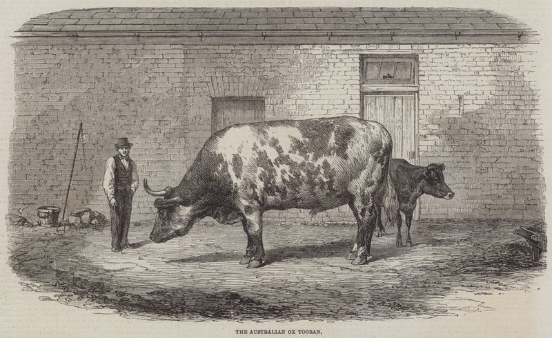 Den australske Ox Tooran af Thomas Harrington Wilson