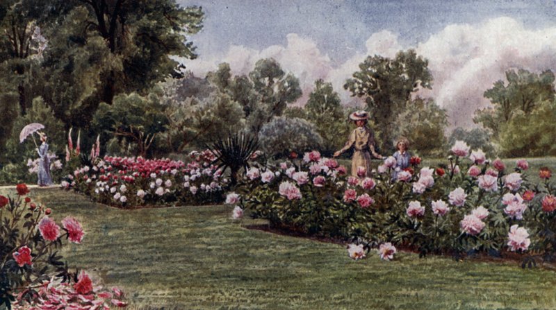 Kew Gardens: The Peonies (farve litho) af Thomas Mower Martin