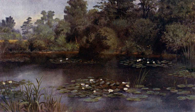 Kew Gardens: The Water Lily Pond (farve litho) af Thomas Mower Martin