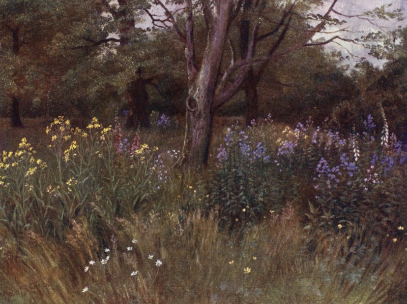 Kew Gardens: Wild Flowers in the Beech Woods (farve litho) af Thomas Mower Martin