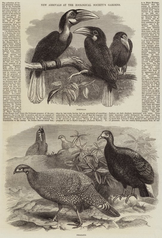 Nye Ankomster til Zoologisk Selskabs Haver af Thomas W. Wood