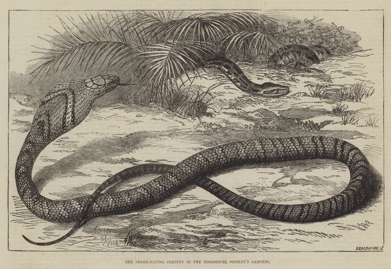 Den Slangeædende Slange i Zoologisk Selskabs Haver af Thomas W. Wood