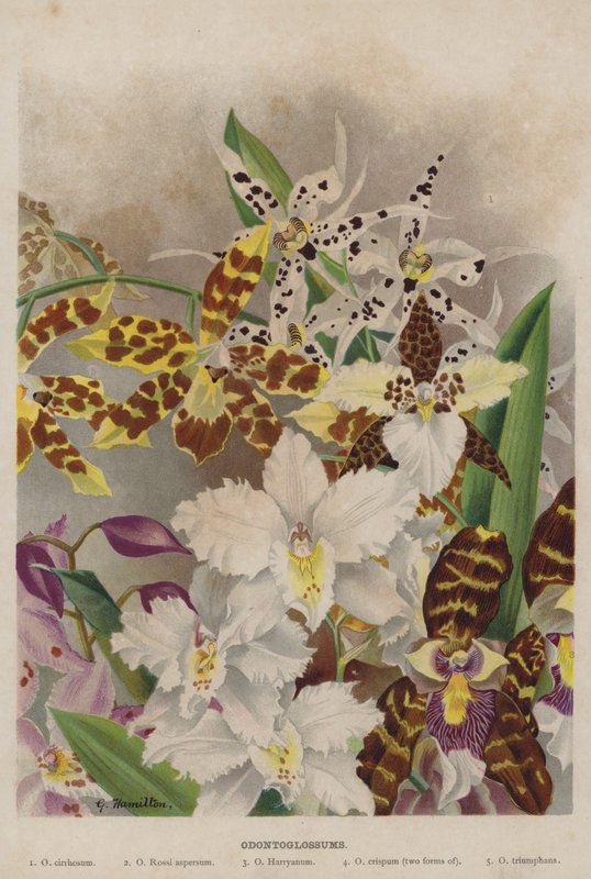 odontoglossum af Unbekannt Unbekannt