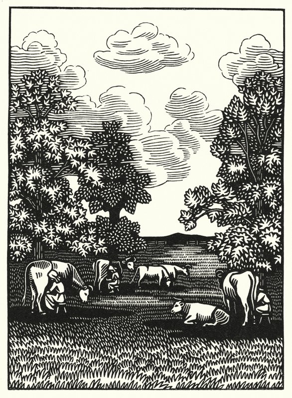 Illustration til Tess Of The D