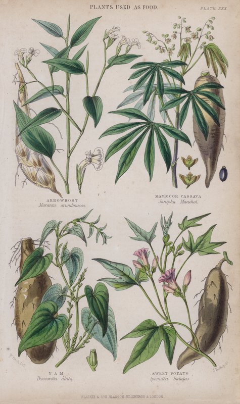 Pilerod; Maniok eller Cassava; Yam; Sød kartoffel (farvet gravering) af W. Fitch