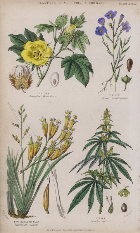 Bomuld; Hør; New Zealand Hør; Hamp (farvet gravering) af W. Fitch