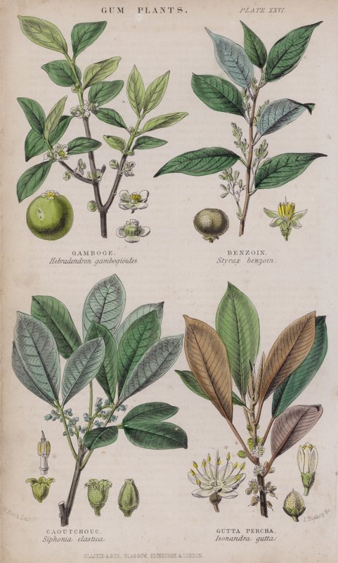 Gamboge; benzoin; Caoutchouc; Gutta Percha (farvet gravering) af W. Fitch