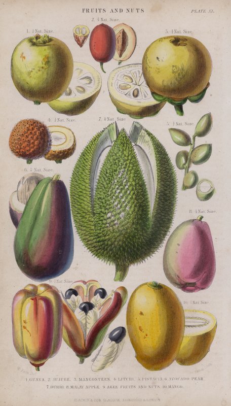 Guava; Jujube; Mangostan; Litchi; Pistacie; Avocado pære; Durio; malaysisk æble; Akee frugter og nødder; Mango (farvet gravering) af W. Fitch