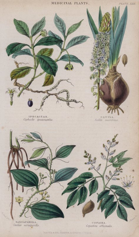 Ipecacuanha; Squill; Sarsaparilla; Copaiba (farvet gravering) af W. Fitch