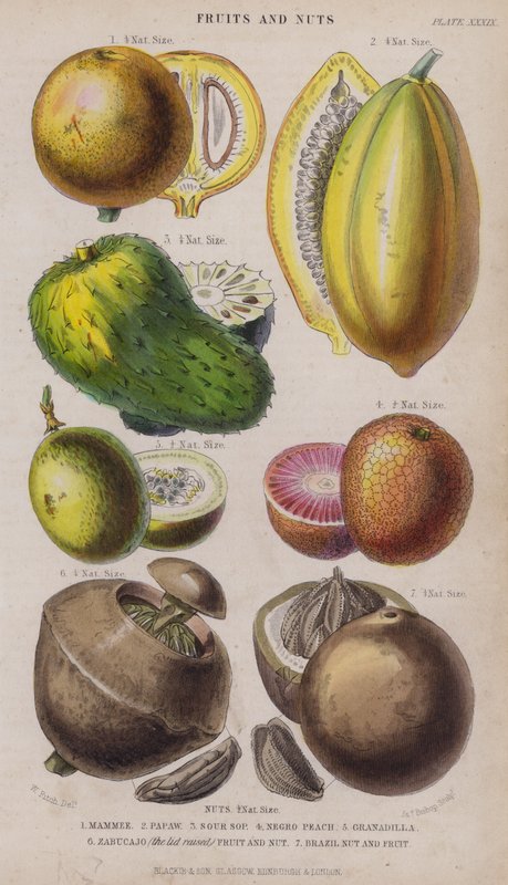 Mammee; Papaw; Sur Sop; Negro Fersken; Granadilla; Zabucajo (låget hævet) Frugt og nødder; Paranød og frugt (farvet gravering) af W. Fitch