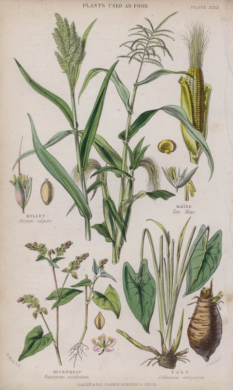 Hirse; Majs; Boghvede; Taro (farvet gravering) af W. Fitch