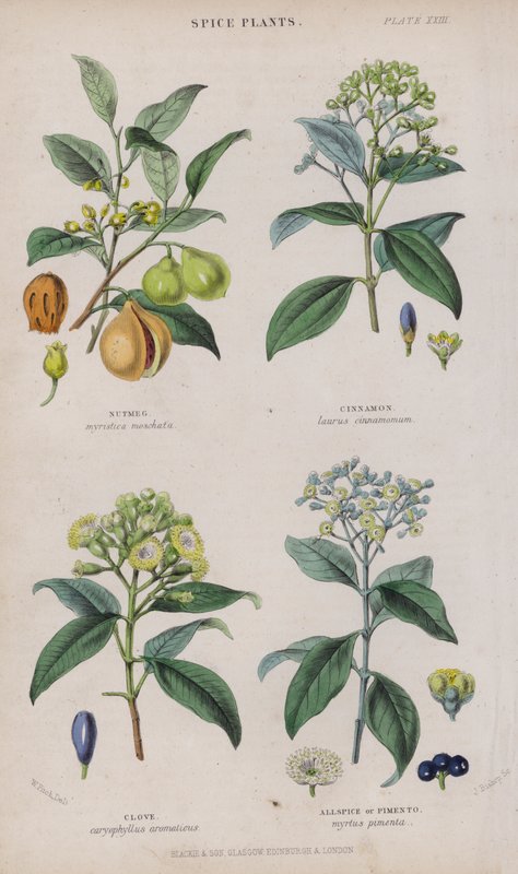 Muskatnød; Kanel; Kryddernellike; Allehånde eller Pimento (farvet gravering) af W. Fitch