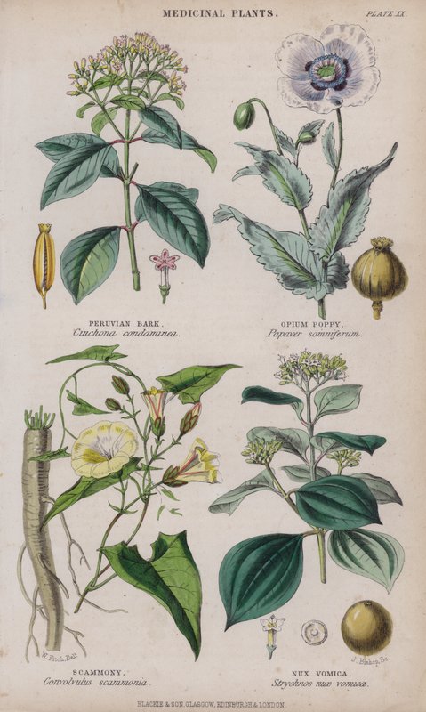 Peruansk bark; Opiumsvalmue; Scammony; Nux Vomica (farvet gravering) af W. Fitch