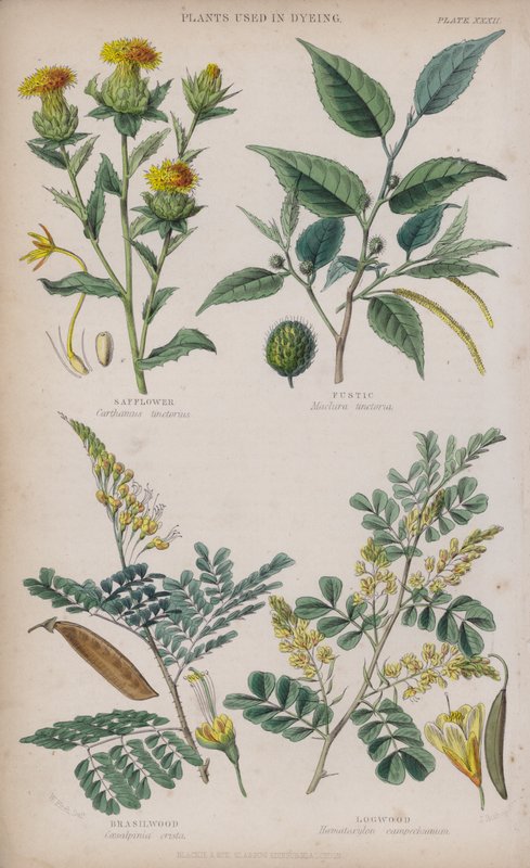 saflor; Fustic; Brasilwood; Logwood (farvet gravering) af W. Fitch