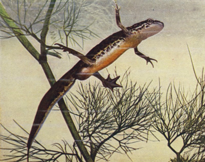 Palmate Newt, han, Moth palmata (farvet foto) af W. J. Stokoe