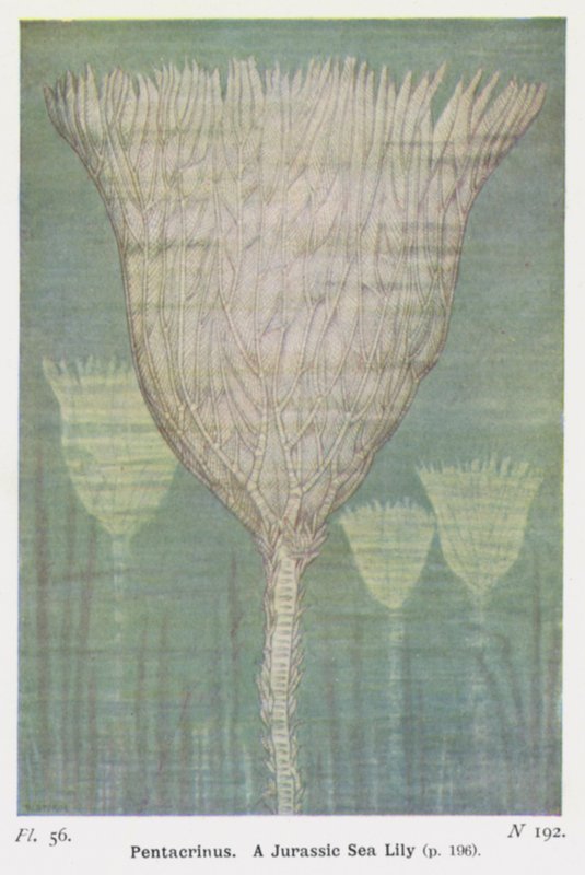 Pentacrinus, A Jurassic Sea Lily (farve litho) af W. J. Stokoe