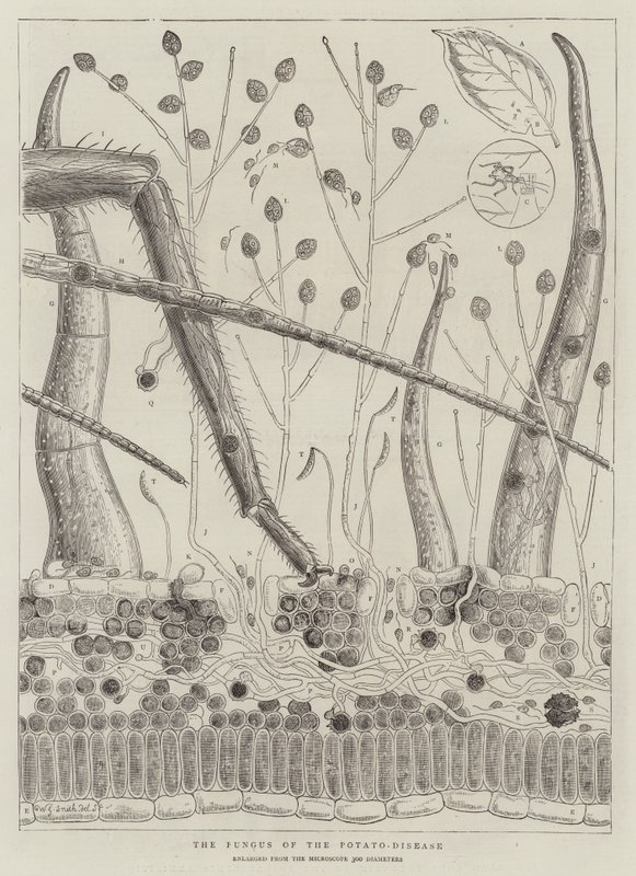 Kartoffelsygdommens svamp af Walter Granville Smith