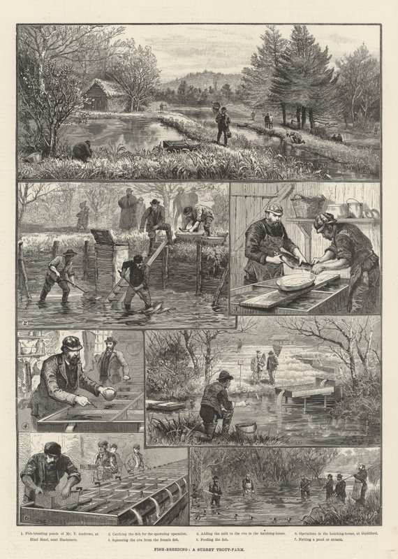Fiskeopdræt, en Surrey-ørredfarm af Walter Paget