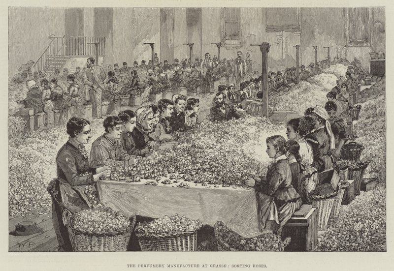 Parfumerifremstillingen i Grasse, sortering af roser af Walter Paget