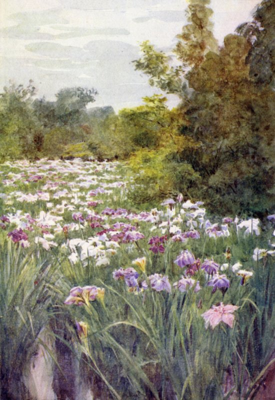 Iris ved Kitano, Kyoto af Walter Frederick Roofe Tyndale