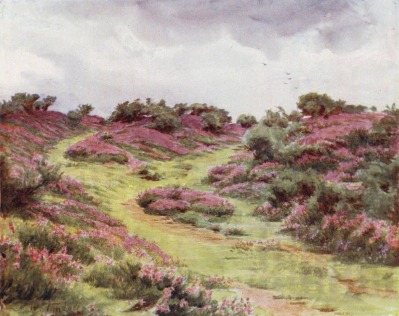 The New Forest: Bell Heather på Setley Plain (farve litho) af Walter Frederick Roofe Tyndale
