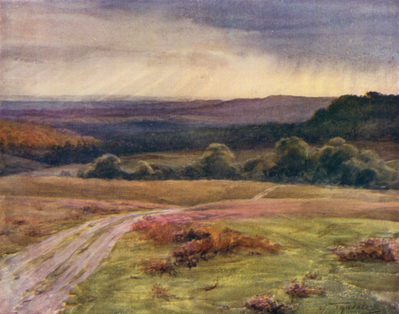 The New Forest: Boldrewood Walk, Puck Pitts, fra Fritham Road (farve litho) af Walter Frederick Roofe Tyndale