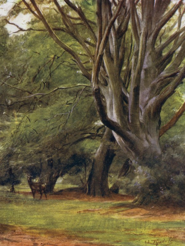 The New Forest: Penerley Woods (farve litho) af Walter Frederick Roofe Tyndale