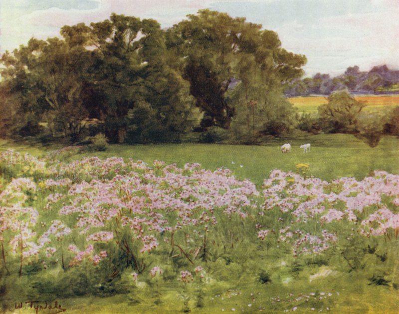 The New Forest: Riversdale, Boldre (farve litho) af Walter Frederick Roofe Tyndale
