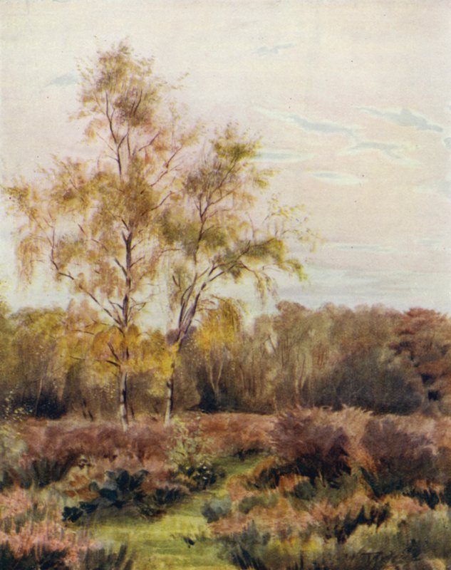 The New Forest: Rushpole Common, near Lyndhurst Race Coursedani af Walter Frederick Roofe Tyndale