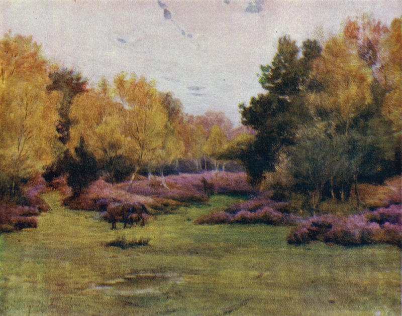 The New Forest: Rushpole Wood, Lyndhurst (farve litho) af Walter Frederick Roofe Tyndale