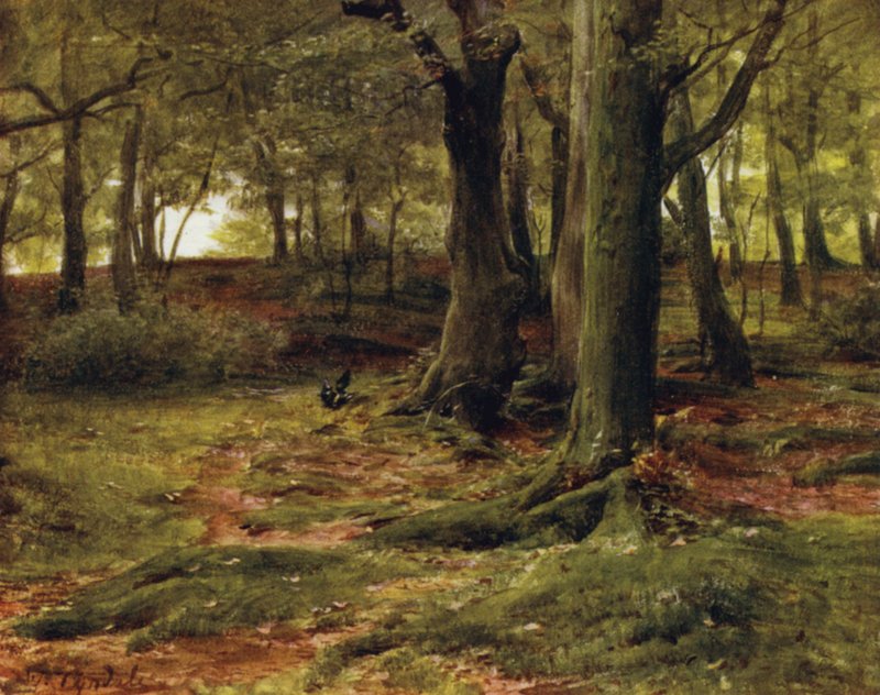 The New Forest: The Hill Woods, Lyndhurst (farve litho) af Walter Frederick Roofe Tyndale