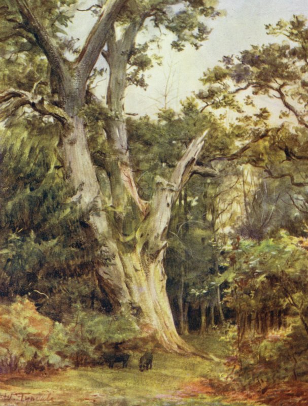 The New Forest: The King at Boldrewood (farve litho) af Walter Frederick Roofe Tyndale