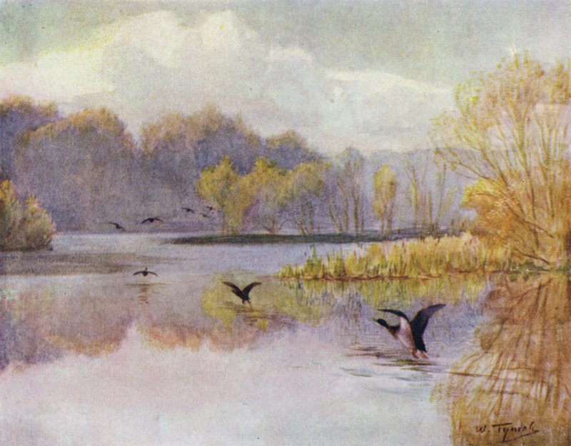 The New Forest: The Pool at Minstead Mill (farve litho) af Walter Frederick Roofe Tyndale