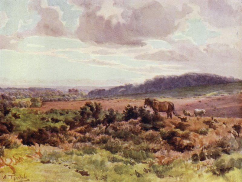 The New Forest: Udsigt fra Picket Post på Ringwood Road (farve litho) af Walter Frederick Roofe Tyndale