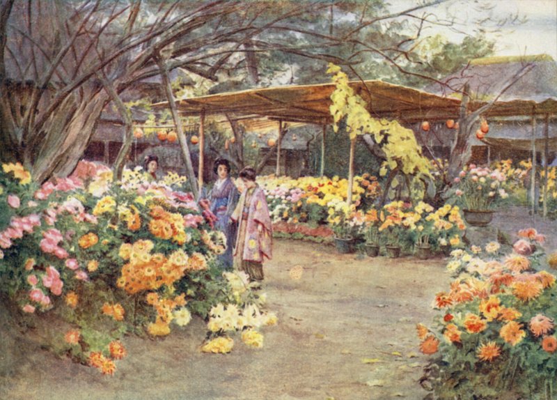 Krysantemum, Mukojima, Tokyo af Walter Frederick Roofe Tyndale