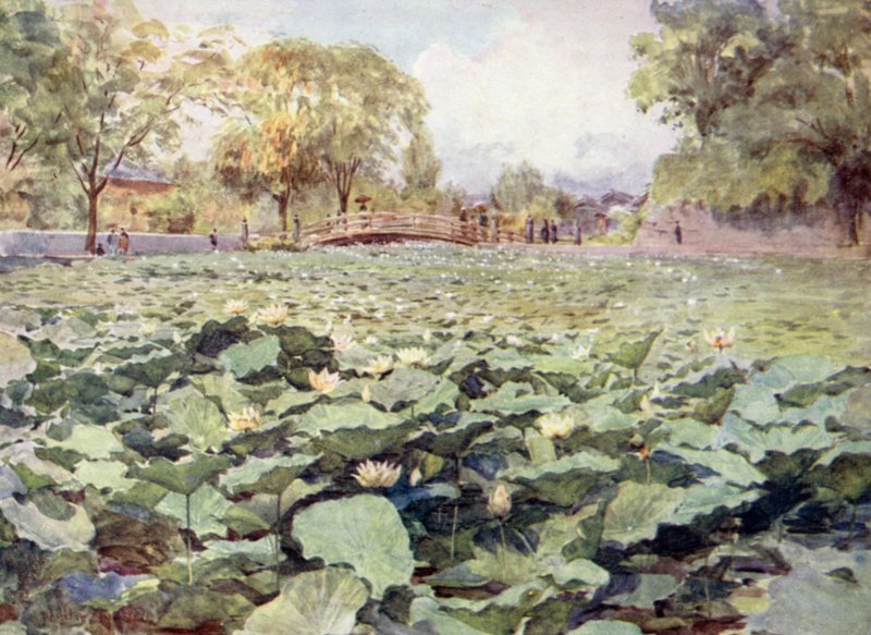 White Lotus, borgens voldgrav, Kofu af Walter Frederick Roofe Tyndale