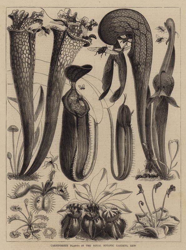 Kødædende planter i Royal Botanic Gardens, Kew af Walter Granville Smith