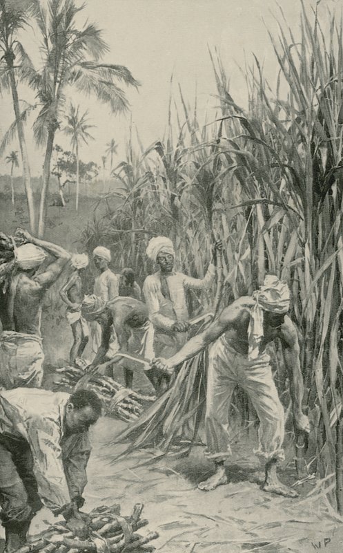 Trinidad Coolies på arbejde i en stokmark af Walter Stanley Paget