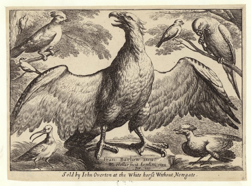 Ørn og andre fugle af Wenceslaus Hollar