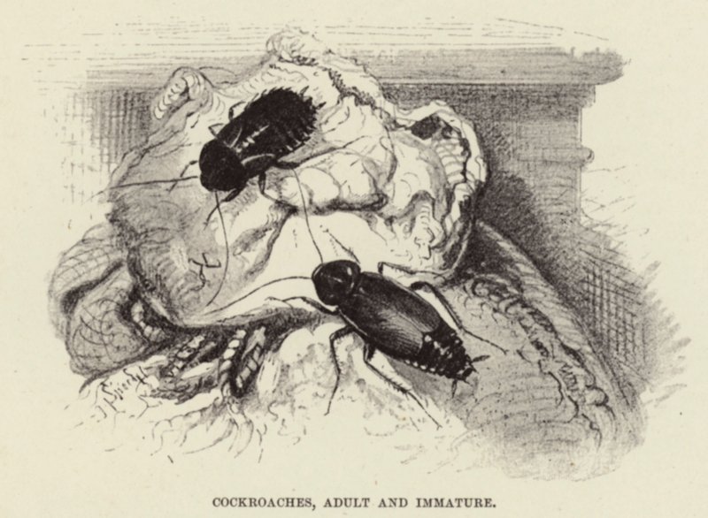 Kakerlakker, voksne og umodne af Wilhelm Kuhnert