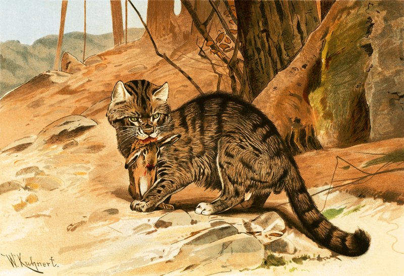 Vild kat af Wilhelm Kuhnert