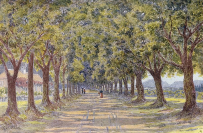 Oak Avenue, Newlands (farvelitografi) af Wilhelm Westhofen