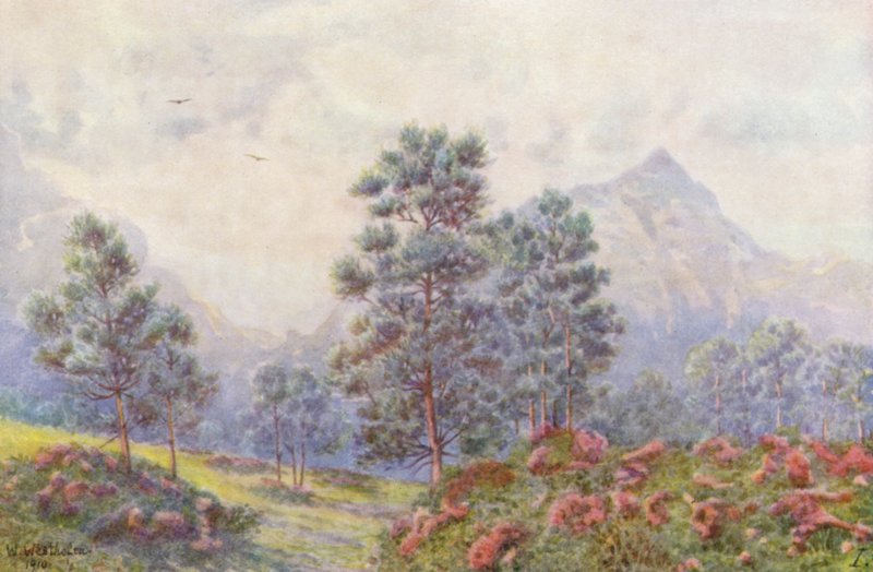 Sølvtræer og vilde pelargonier (farvelitografi) af Wilhelm Westhofen