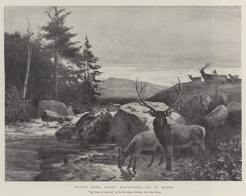 Wapiti Deer, Rocky Mountains af William Augustus Rixon