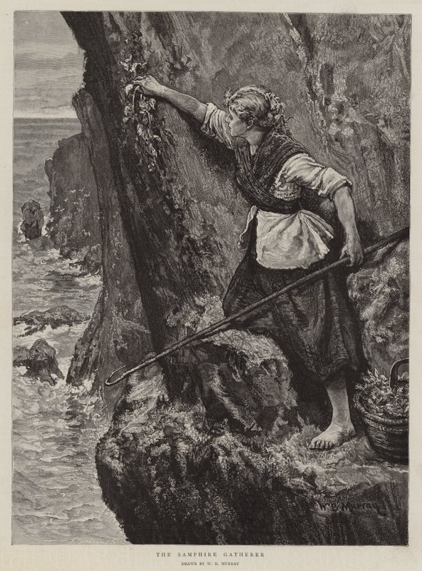 Samphire-samleren af William Bazett Murray