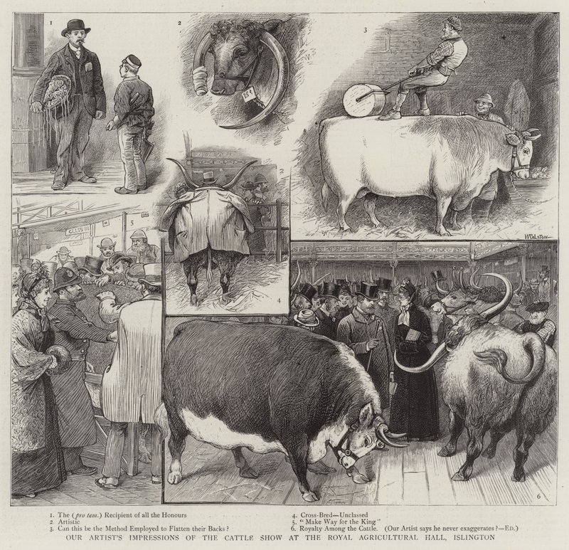 Vores kunstners indtryk af kvægudstillingen i Royal Agricultural Hall, Islington af William Ralston