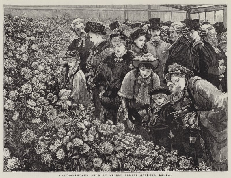 Krysantemumudstilling i Middle Temple Gardens, London af William Small