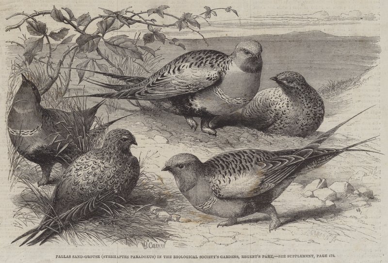 Pallas sandhøne (Syrrhaptes paradoxus) i Zoological Society